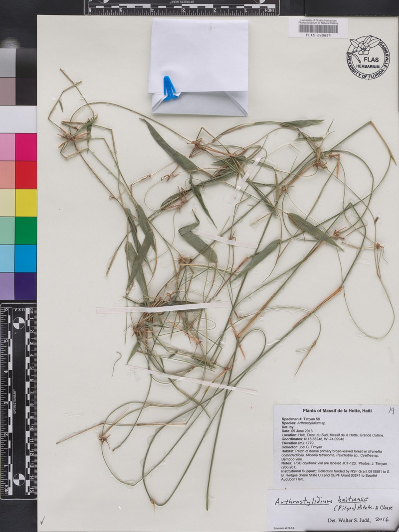 Arthrostylidium haitiense photo 8