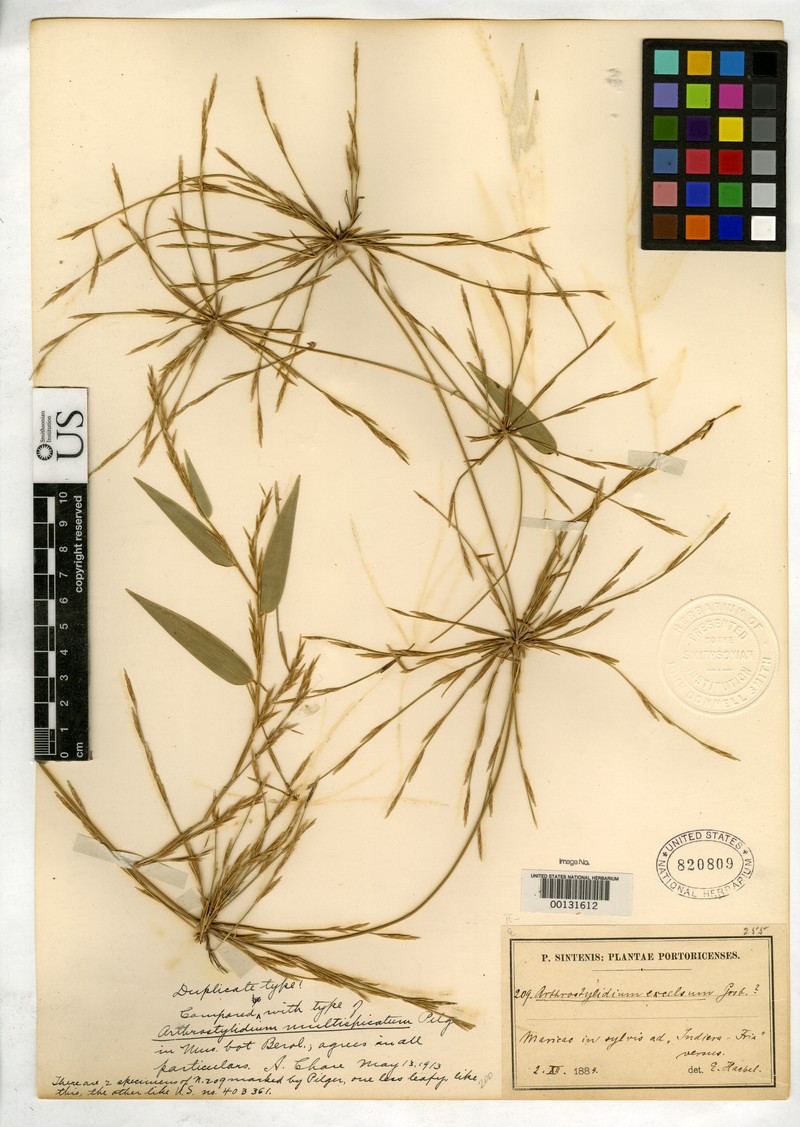 Woodland Climbing Bamboo