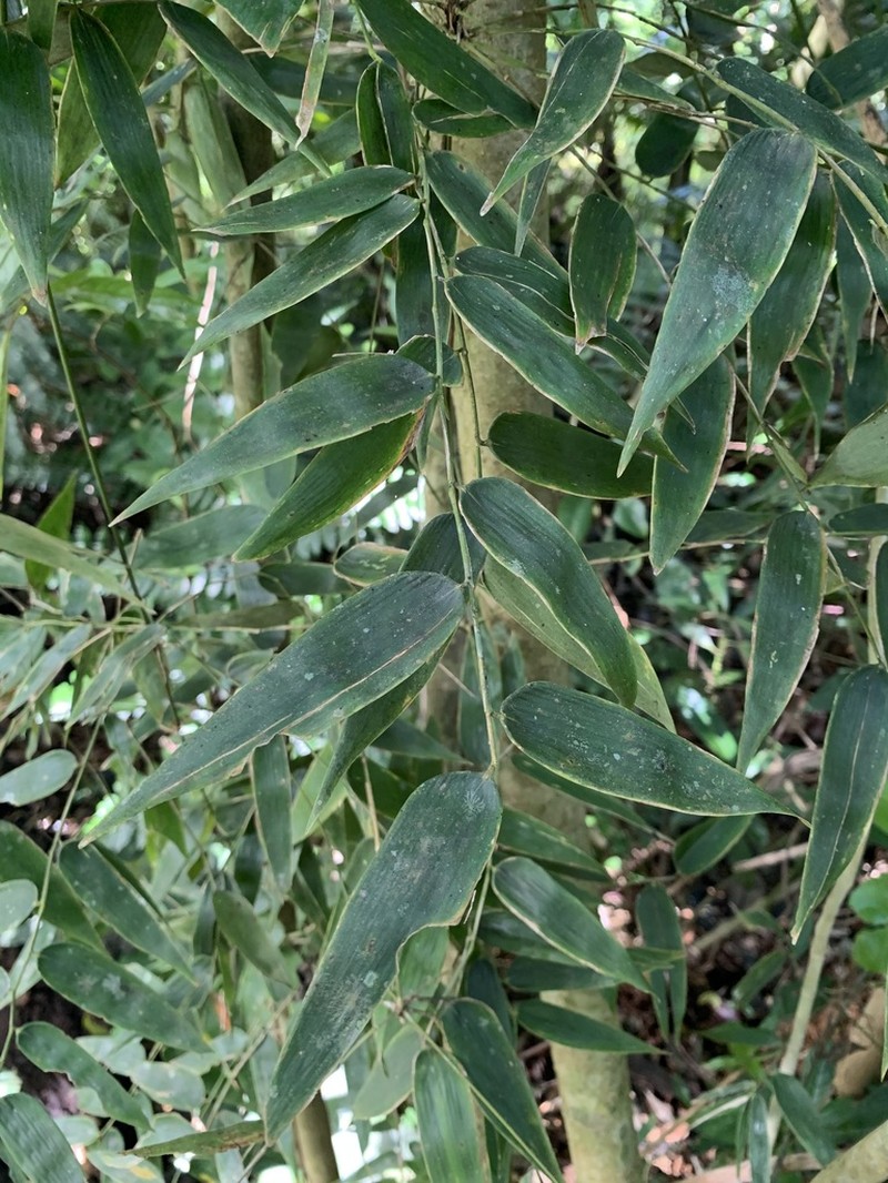 Woodland Climbing Bamboo