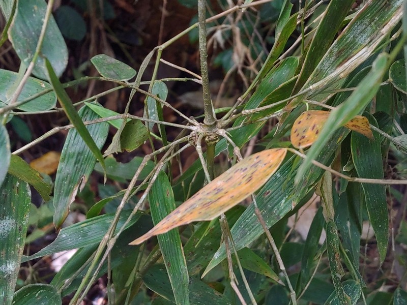 Woodland Climbing Bamboo photo 4