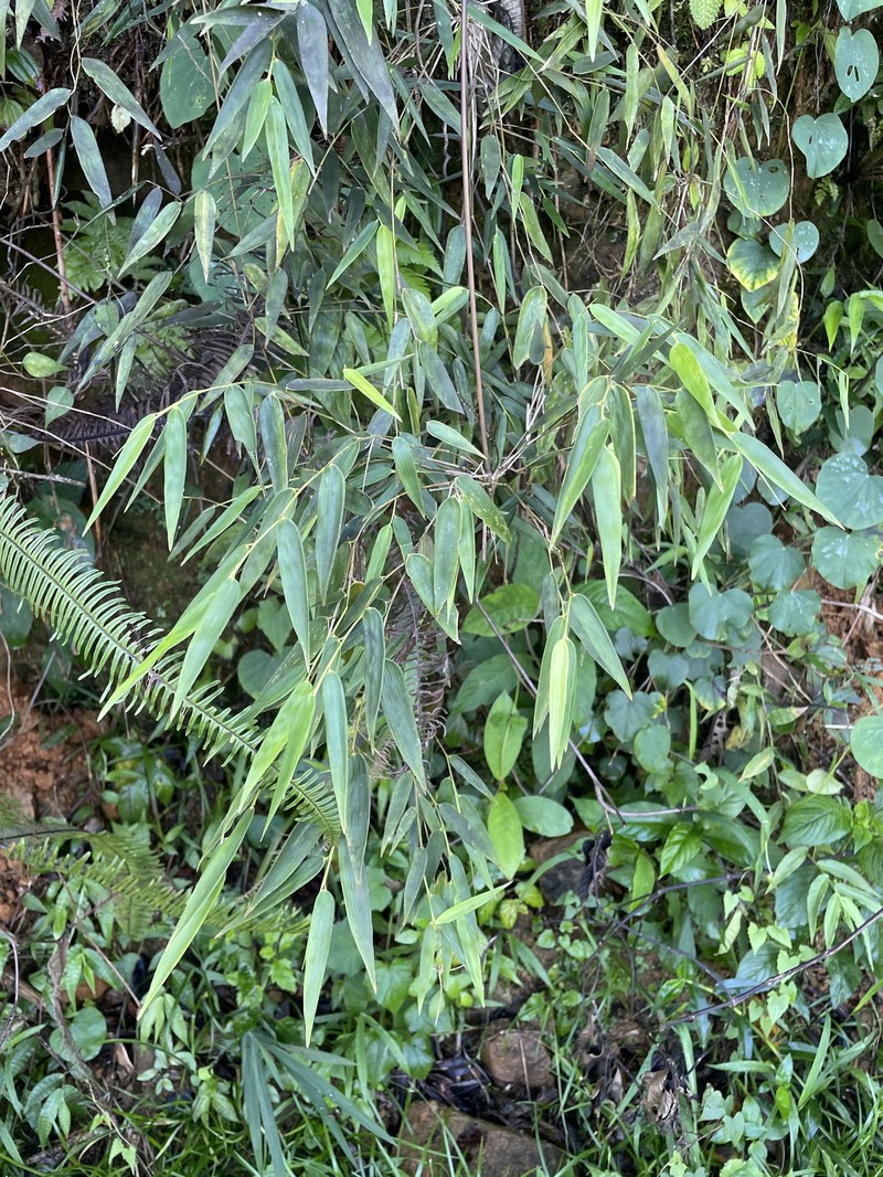 Woodland Climbing Bamboo photo 6
