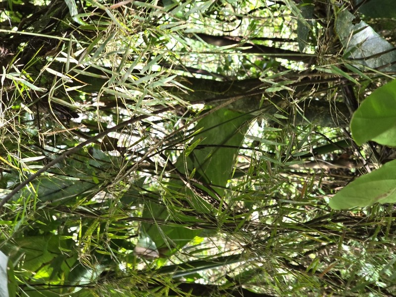 Forest Climbing Bamboo