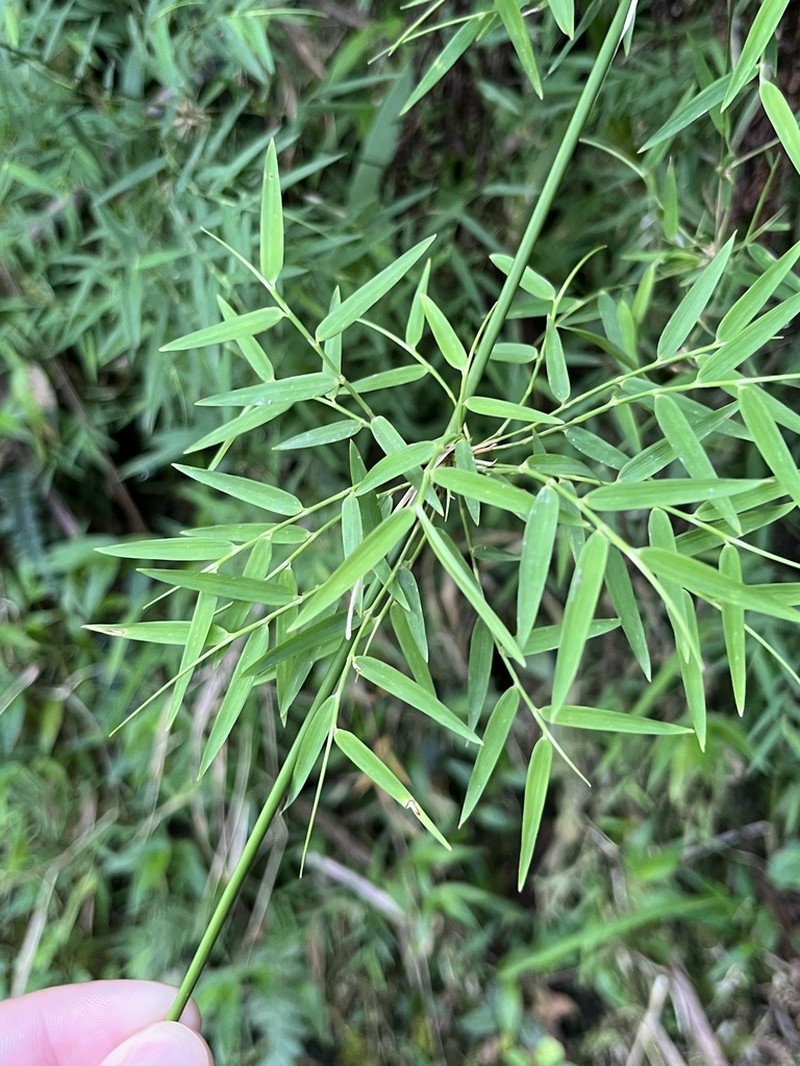 Forest Climbing Bamboo photo 2