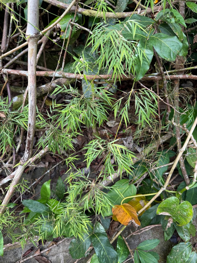 Forest Climbing Bamboo photo 3