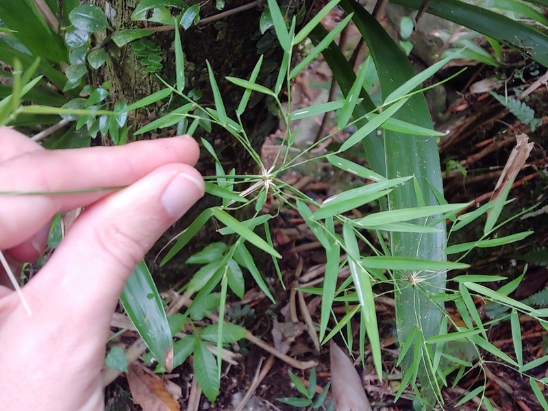 Forest Climbing Bamboo photo 4