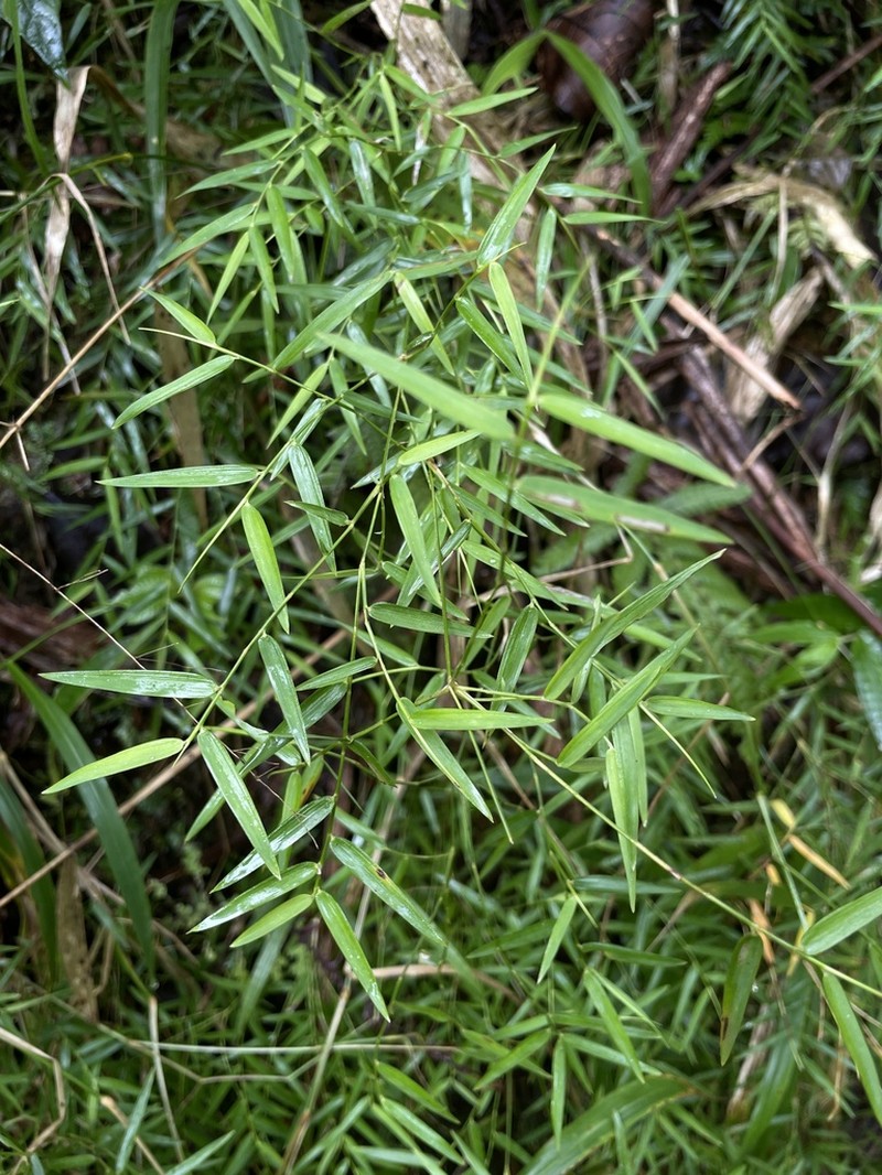 Forest Climbing Bamboo photo 5