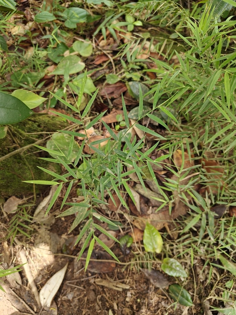 Forest Climbing Bamboo photo 6