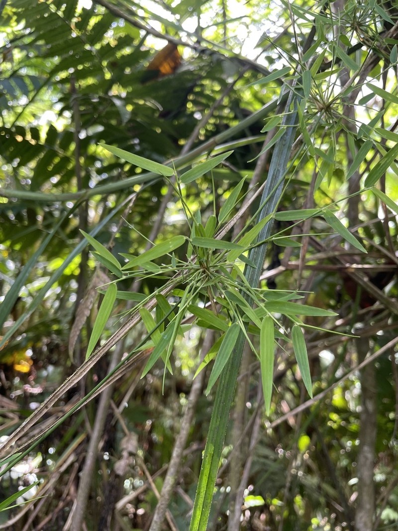 Forest Climbing Bamboo photo 7