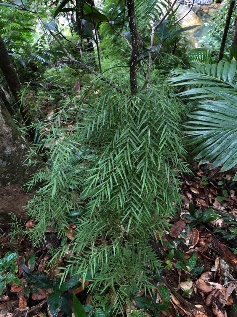Forest Climbing Bamboo photo 8