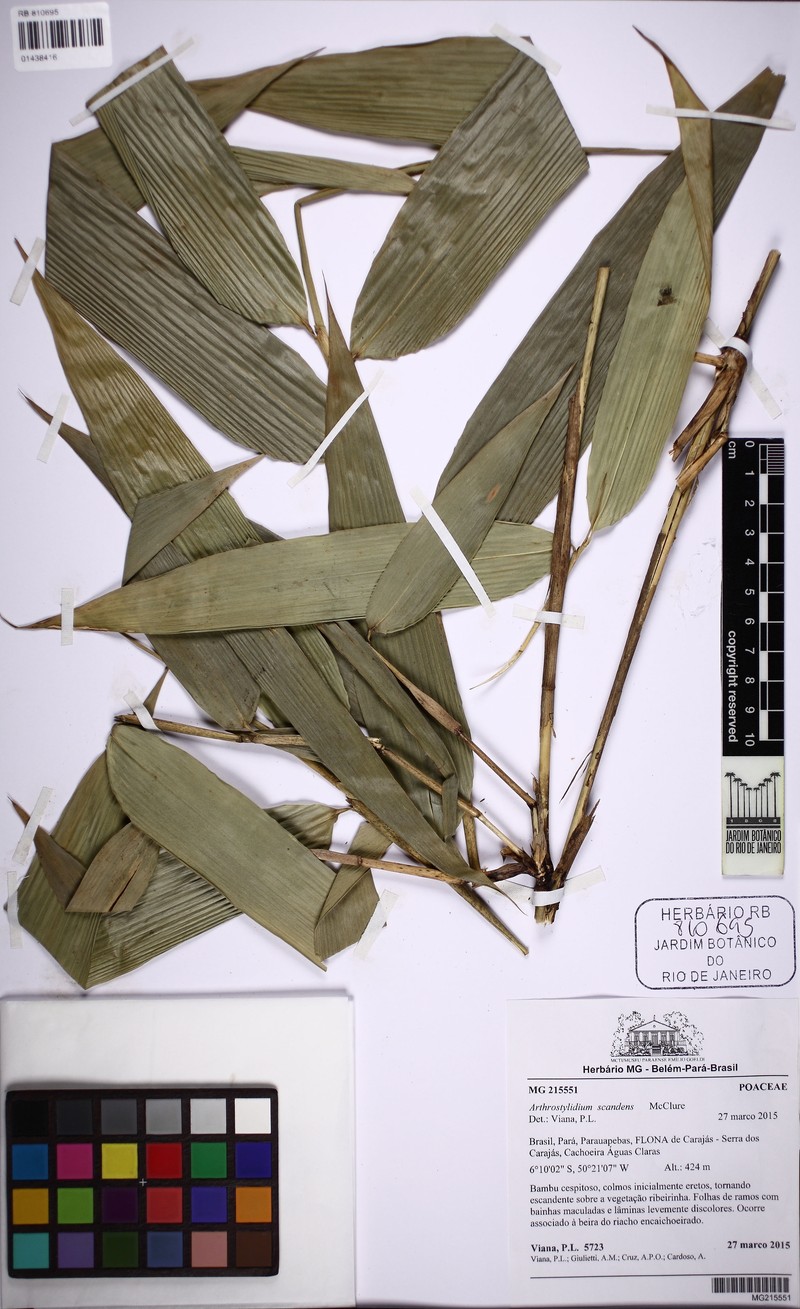 Arthrostylidium scandens photo 2