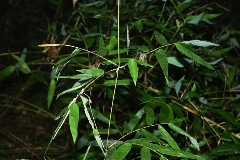 Arthrostylidium scandens photo 3