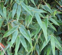 Arthrostylidium venezuelae