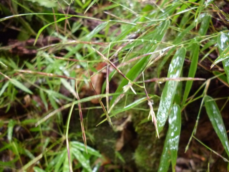 Arthrostylidium venezuelae photo 4