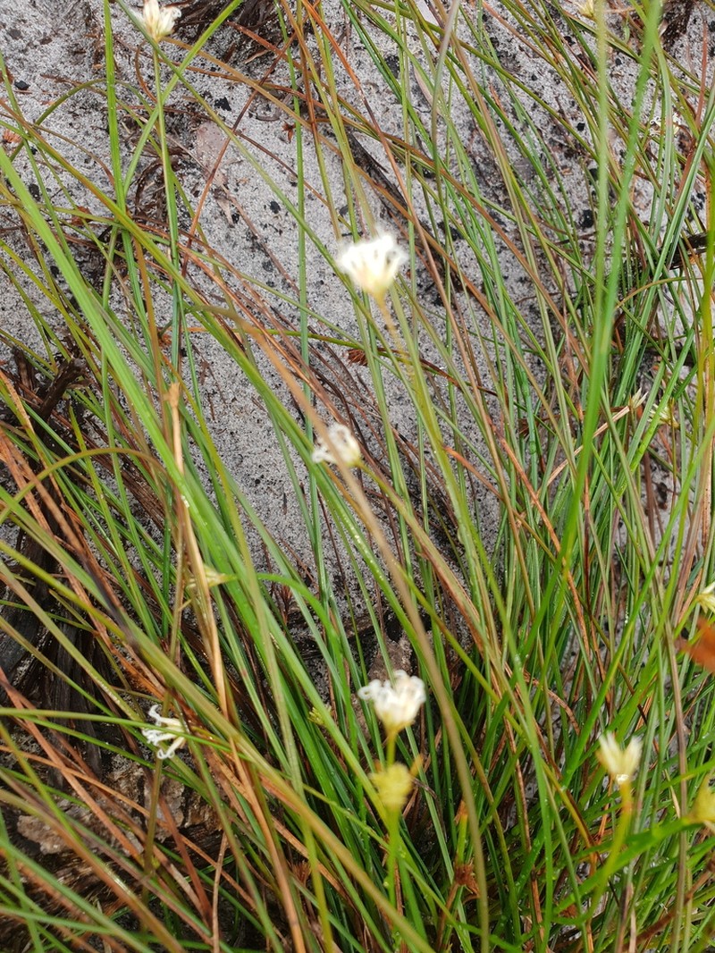 Arthrostylis aphylla