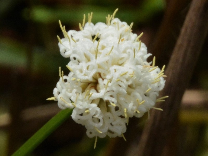 Arthrostylis aphylla photo 2