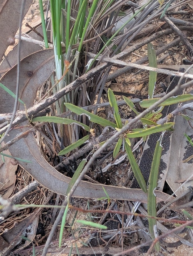 Arthrostylis aphylla photo 3