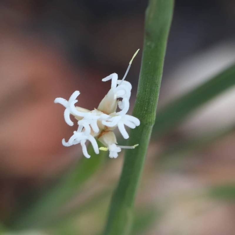 Arthrostylis aphylla photo 4