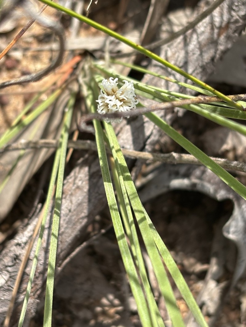 Arthrostylis aphylla photo 5