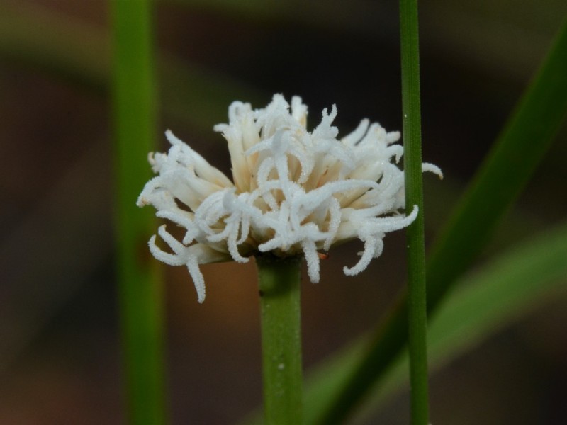 Arthrostylis aphylla photo 6