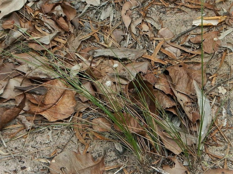 Arthrostylis aphylla photo 7