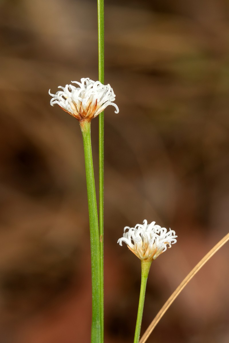Arthrostylis aphylla photo 8