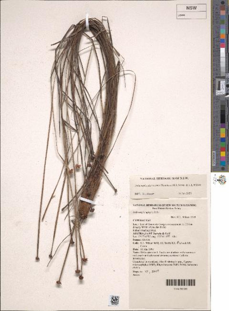 Arthrostylis planiculmis