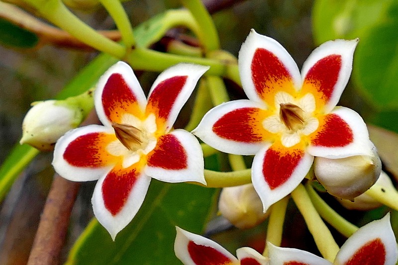 Artia balansae