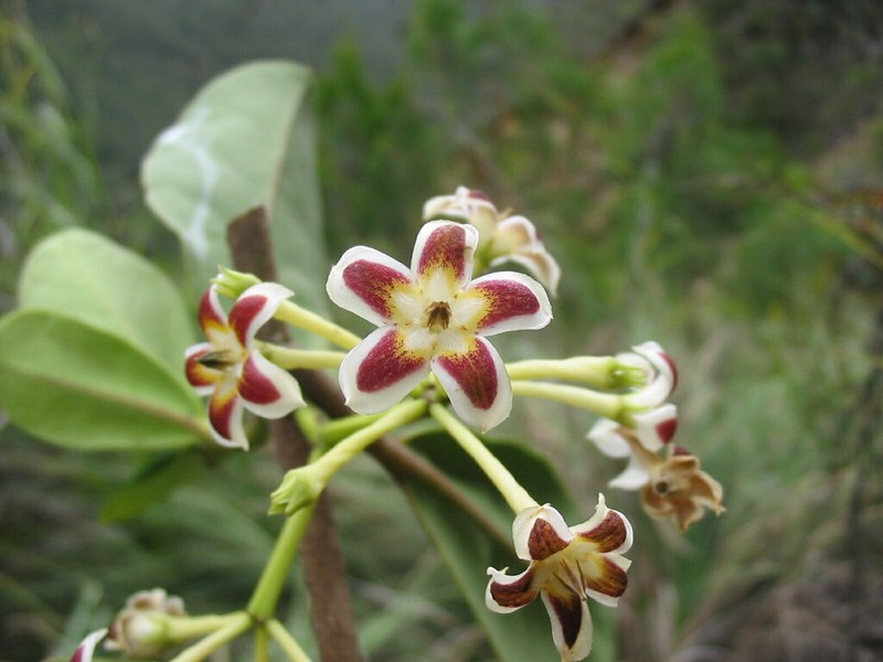 Artia balansae photo 3