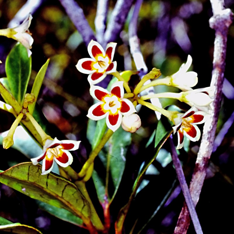 Artia balansae photo 6