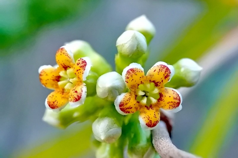 Artia brachycarpa