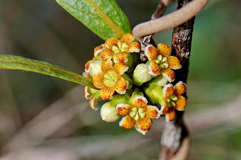 Artia brachycarpa photo 2