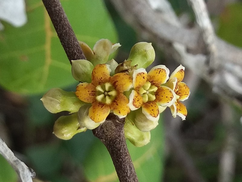Artia brachycarpa photo 3