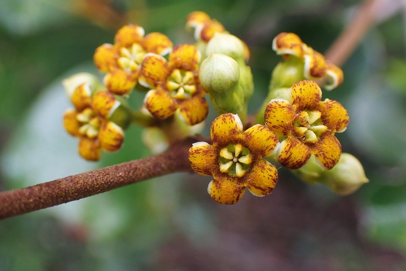 Artia brachycarpa photo 4
