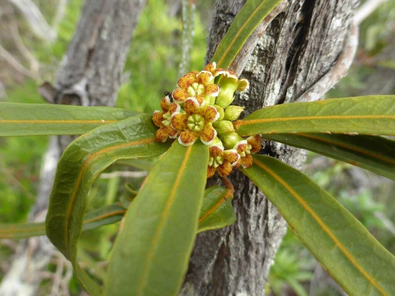 Artia brachycarpa photo 5