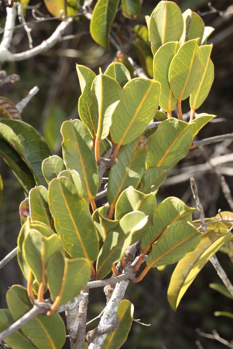 Artia brachycarpa photo 6