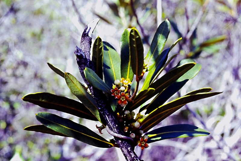 Artia brachycarpa photo 7