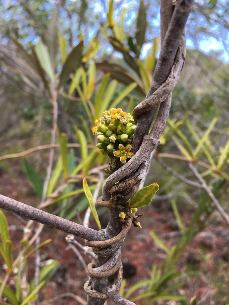 Artia brachycarpa photo 8