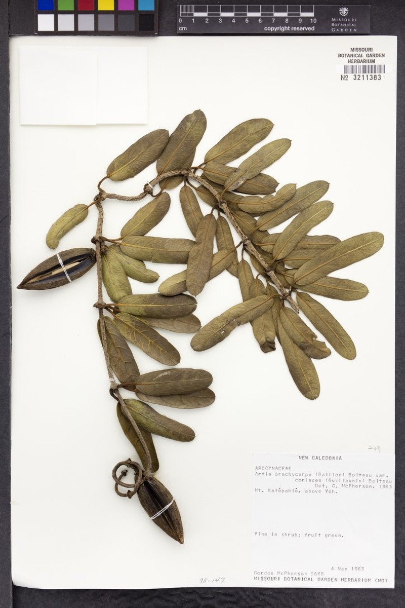 Artia brachycarpa var. coriacea