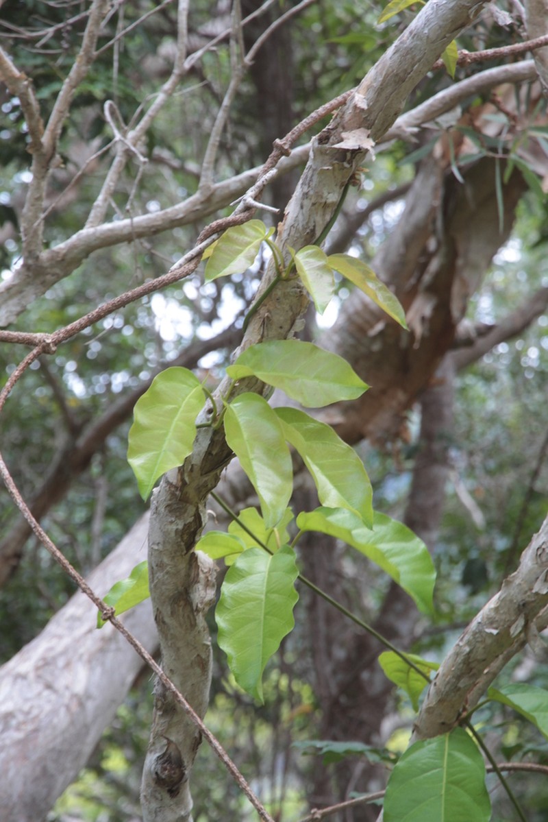 Artia lifuana photo 2