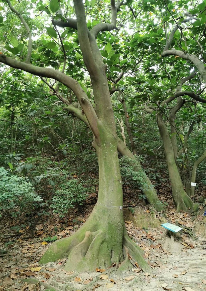 Artocarpus altilis photo 2