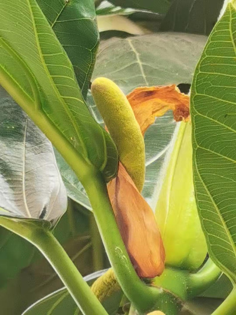 Breadfruit photo 3