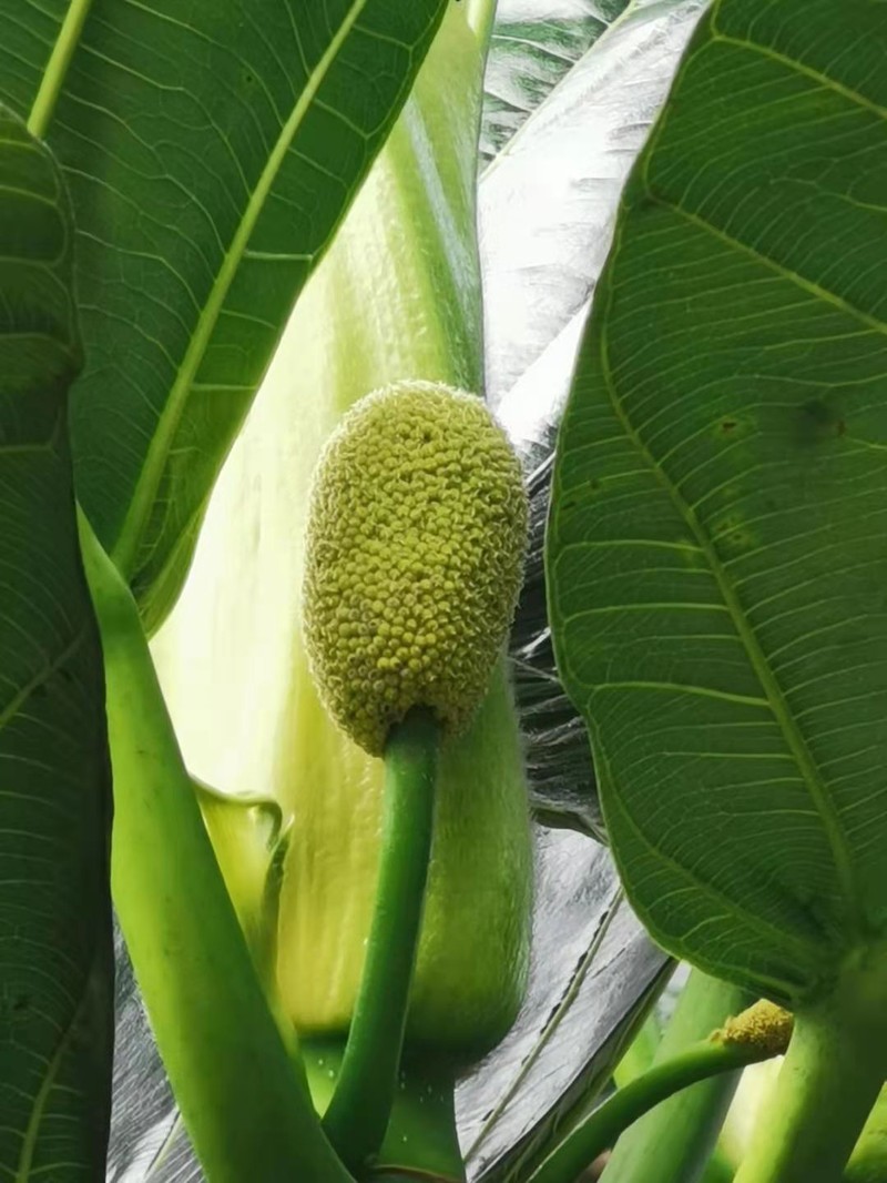 Breadfruit photo 4