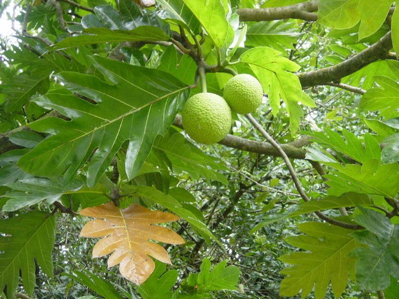 Breadfruit photo 5
