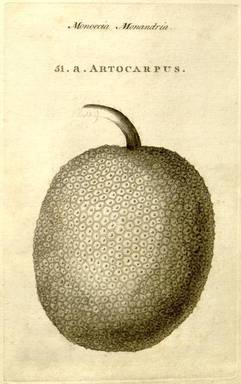 Breadfruit photo 6