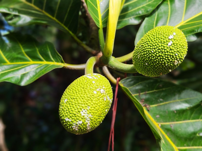 Breadfruit photo 7