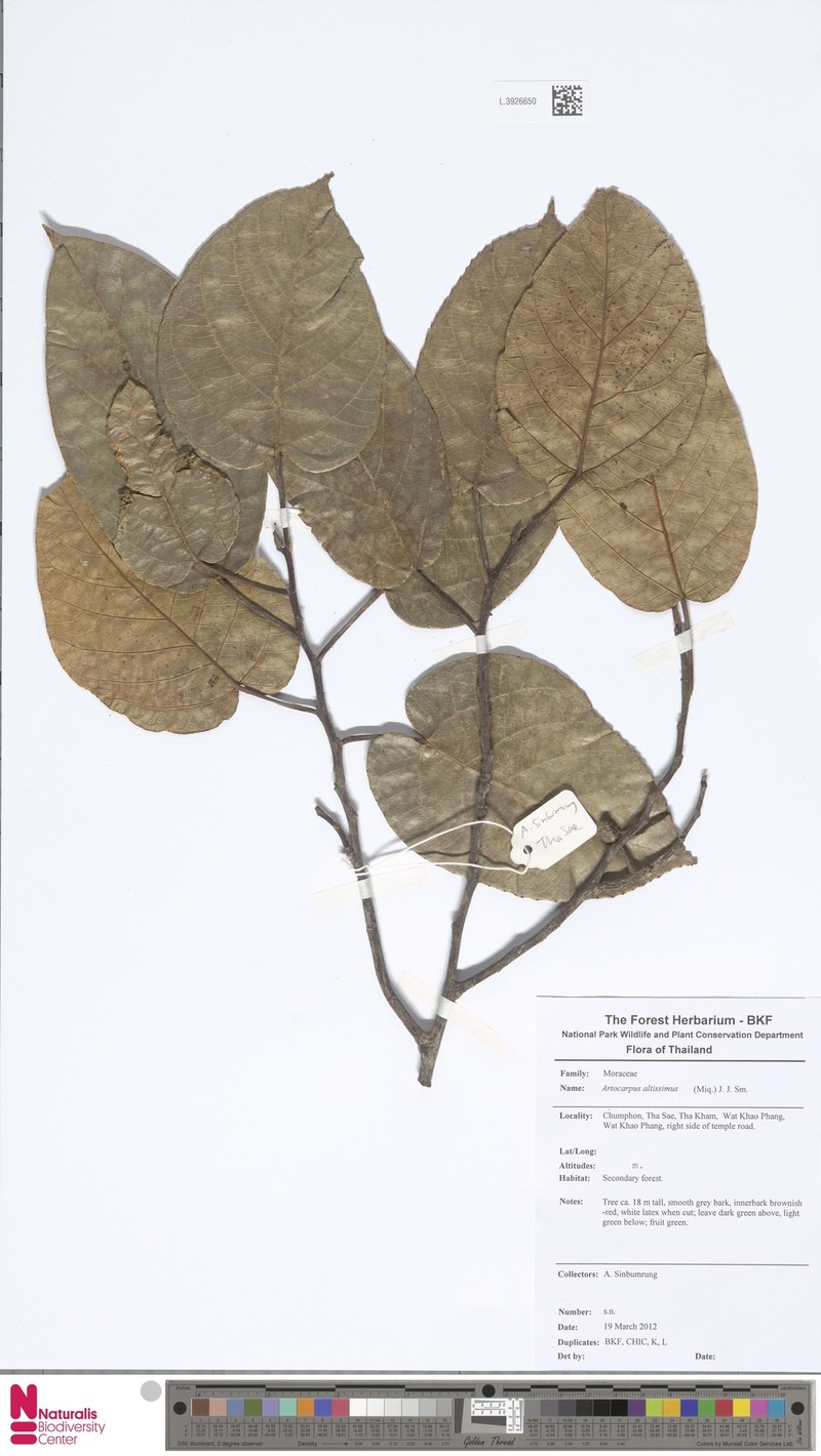 Artocarpus altissimus