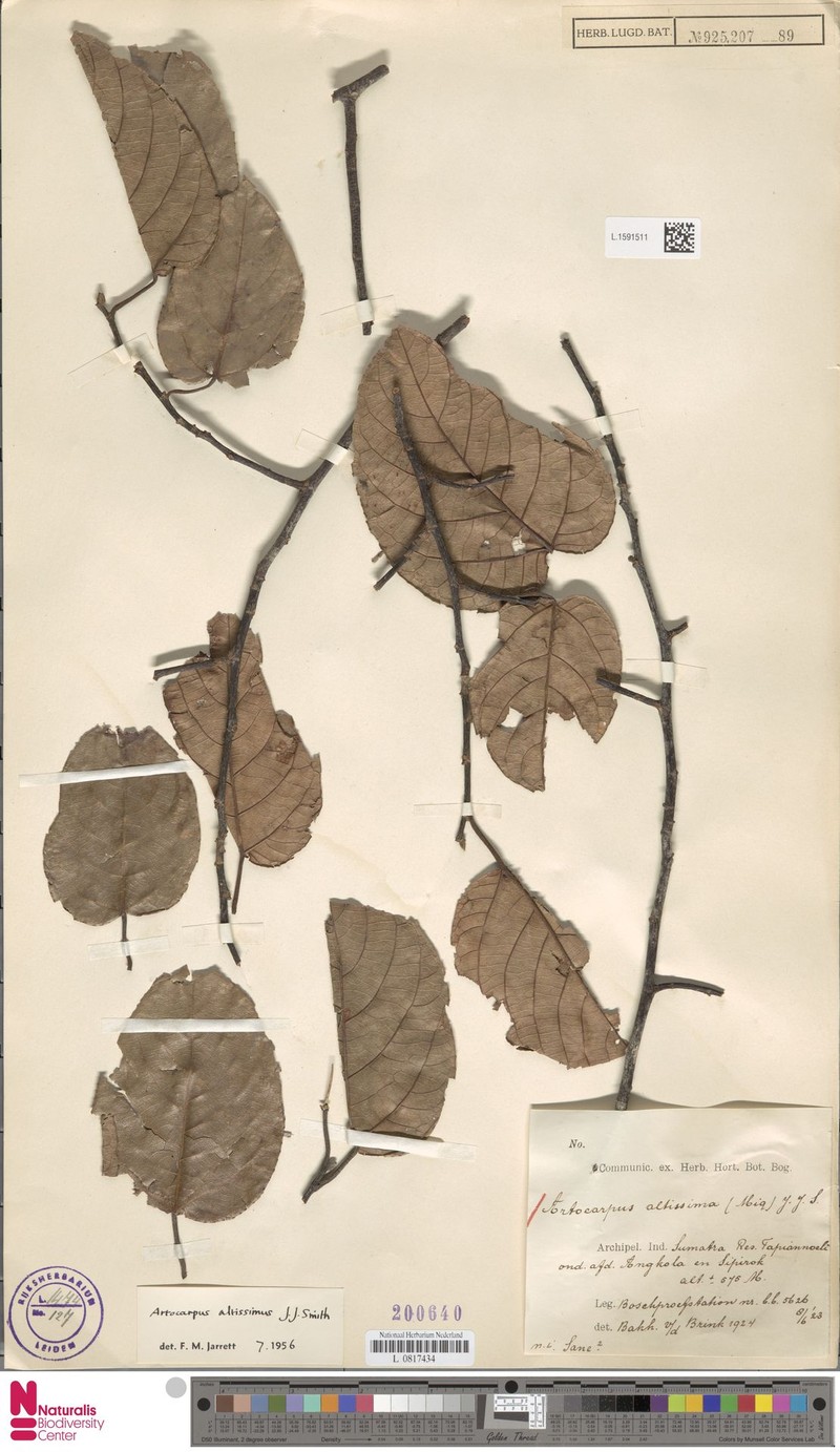 Artocarpus altissimus photo 2