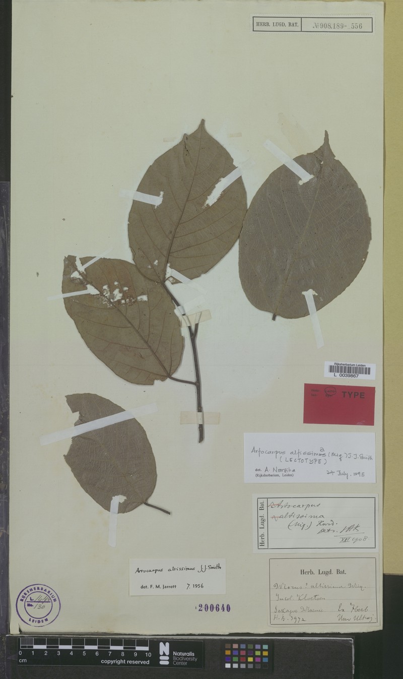 Artocarpus altissimus photo 3