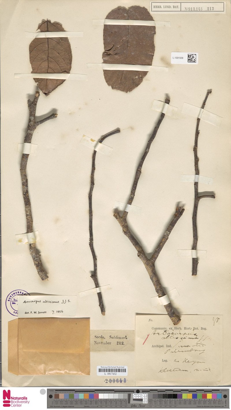 Artocarpus altissimus photo 4