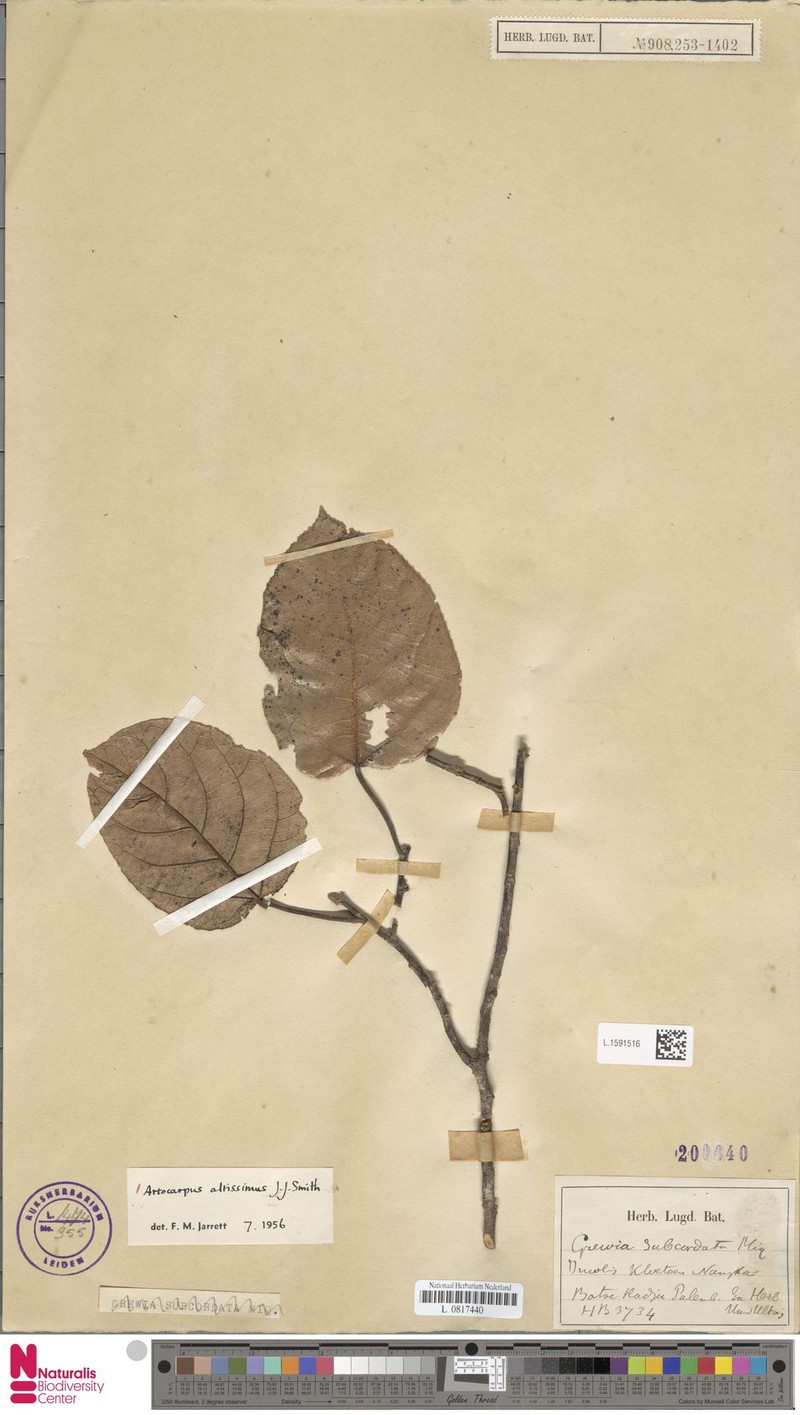Artocarpus altissimus photo 5